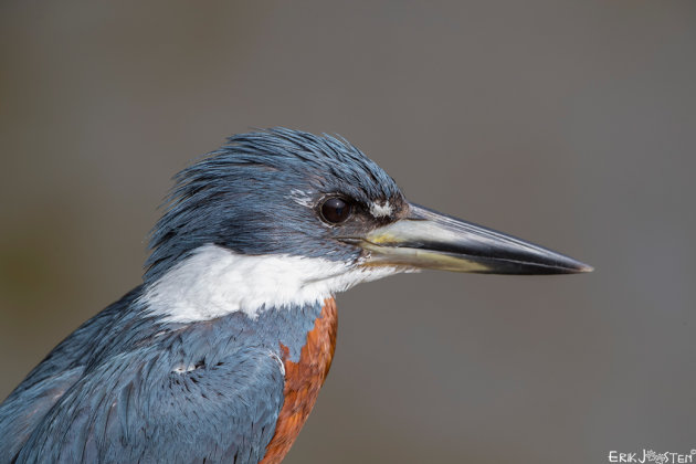 De Amerikaanse reuzenijsvogel