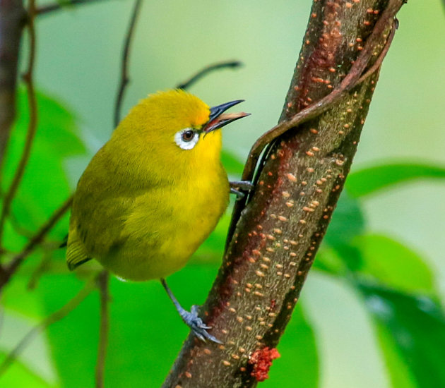 Afrikaanse Brilvogel