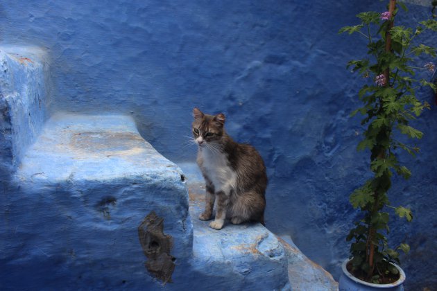 Kat in Chefchaouen