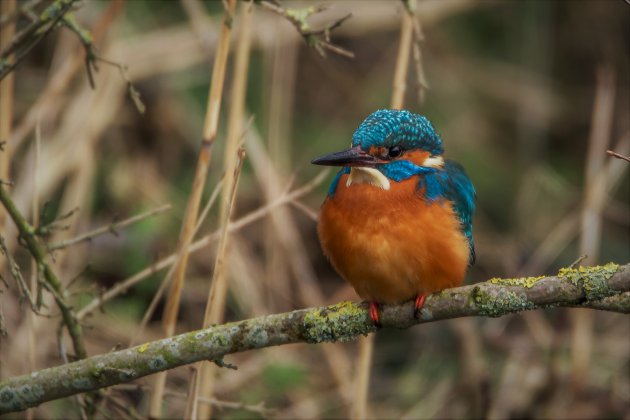 Een kleurrijke verschijning, de ijsvogel