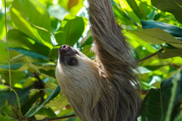 Luiaards in Costa Rica