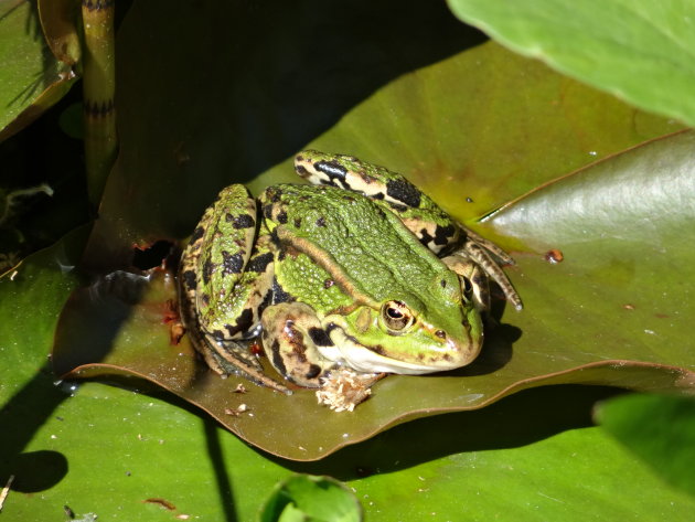 Natuur in je directe omgeving