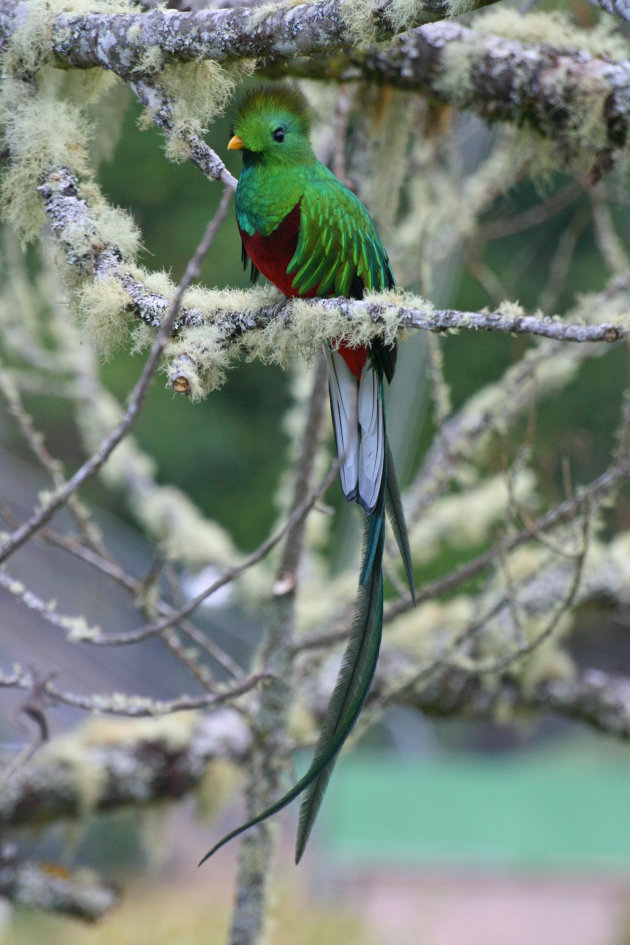 Quetzal