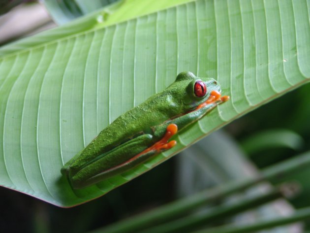 red eyed frog