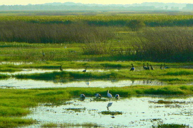 wetlands