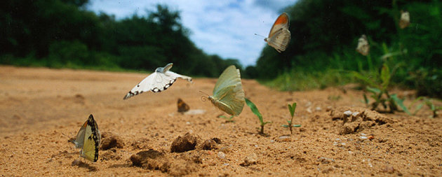 Vlinders op de weg