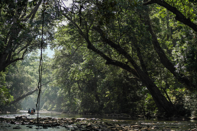 Jungle van Maleisië