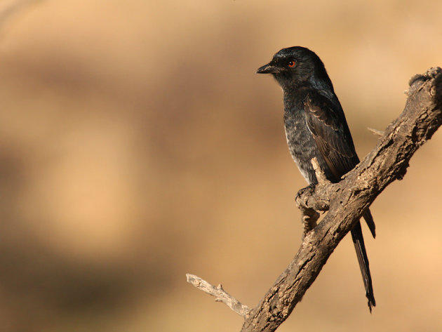 Vorkstaartdrongo