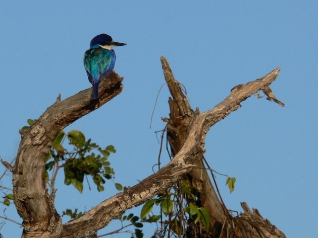 ijsvogel