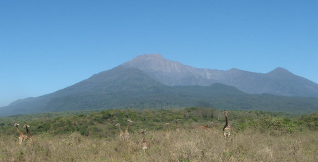 lopen tussen giraffes