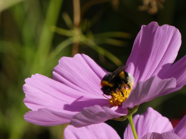 Tuin van het paleis van Monserrate