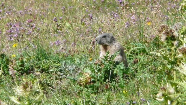 Marmot in de alpenweide