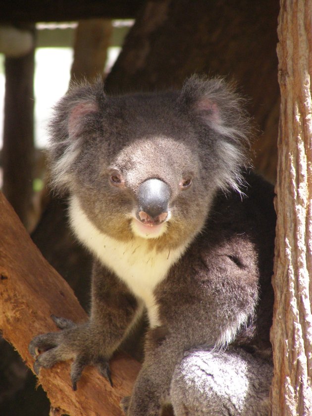 Koala