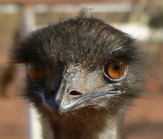 emu