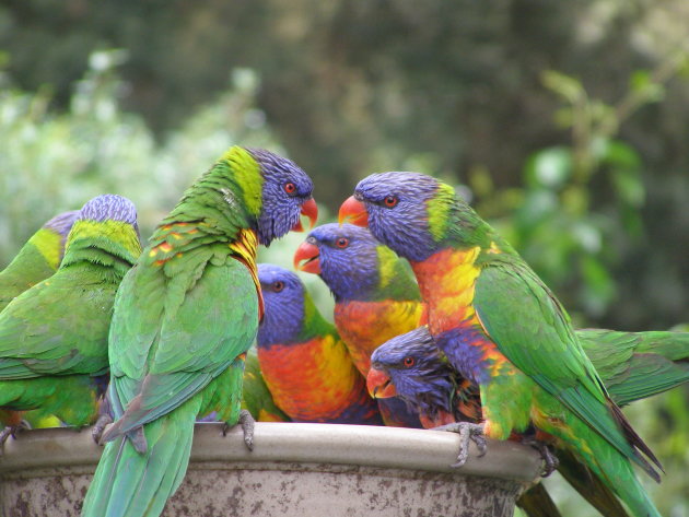 Lorikeets