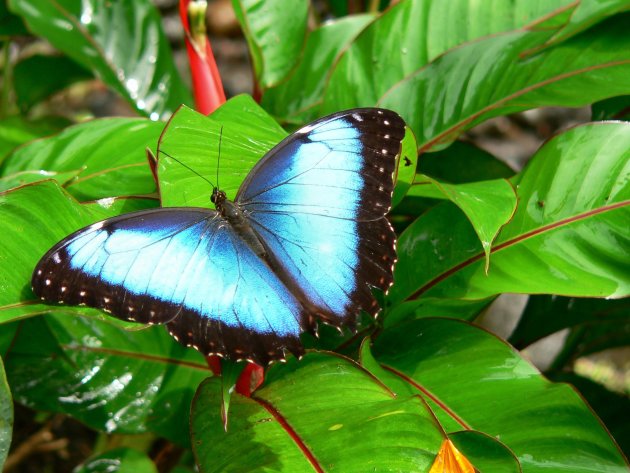 Blue Morpho