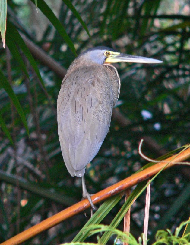 Tiger Heron.