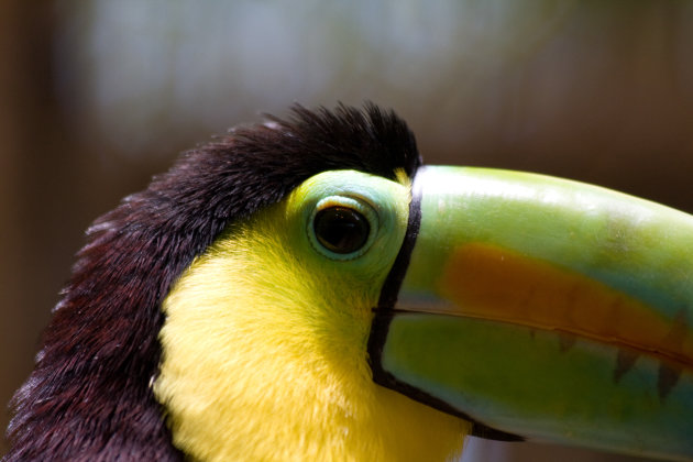 Tucan