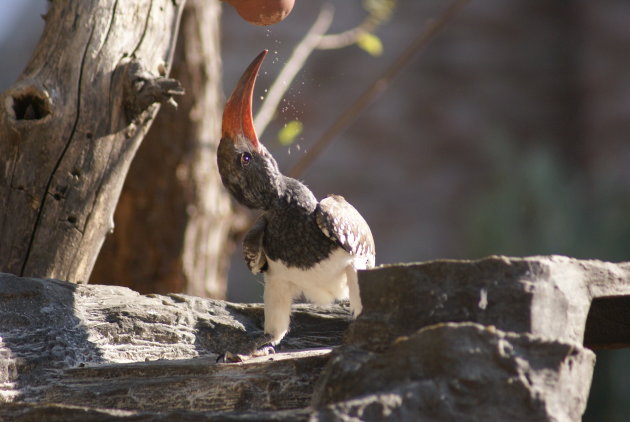 Neushoornvogel