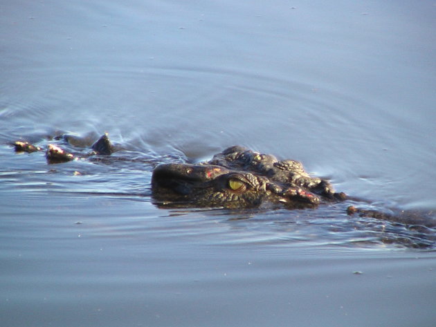 Crocodile Yellow Waters