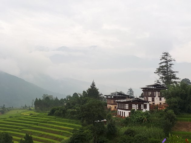 Het mooie groen in Punakha