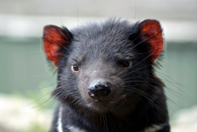 Tasmanian Devil