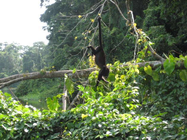 Brulaap Tortuguero