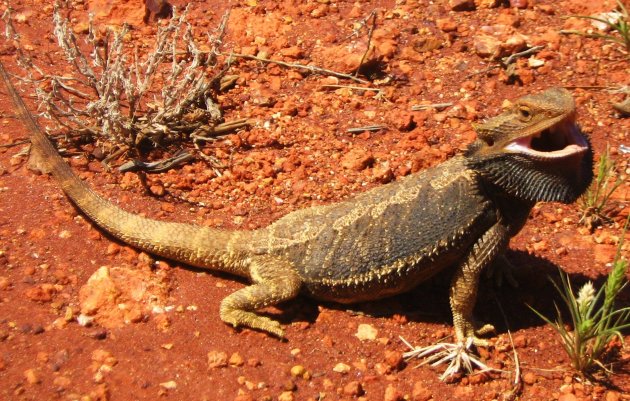 Lizard in The Outback