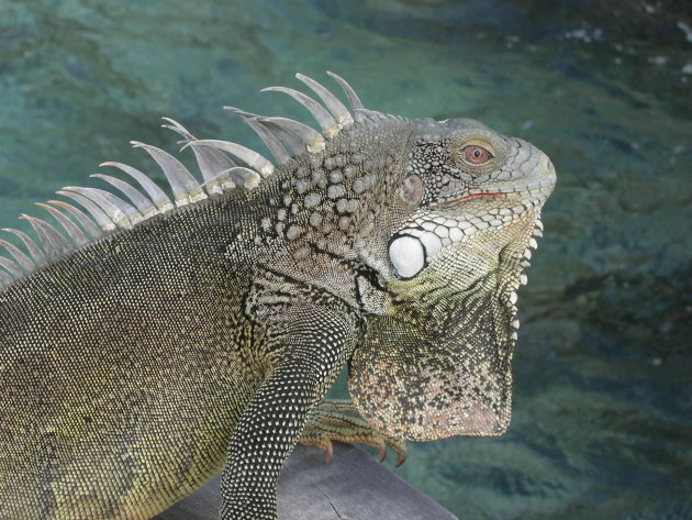 iguana