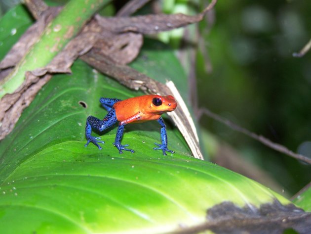 blue jeans frog