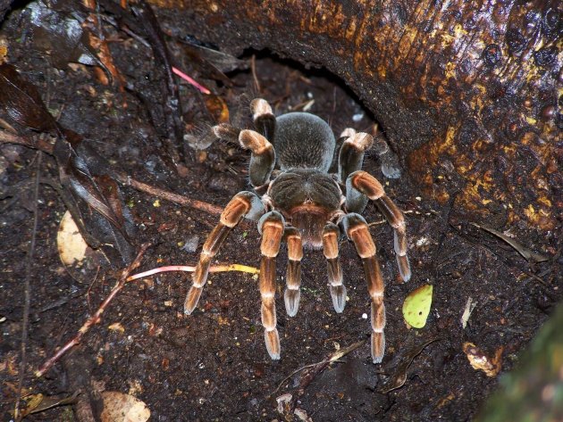 Tarantula