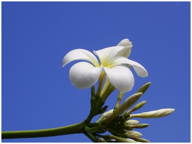 Polynesische Plumeria