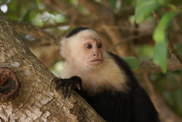 Wijze man in Cahuita N.P.