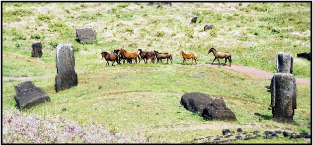 Paarden tussen de Moai's