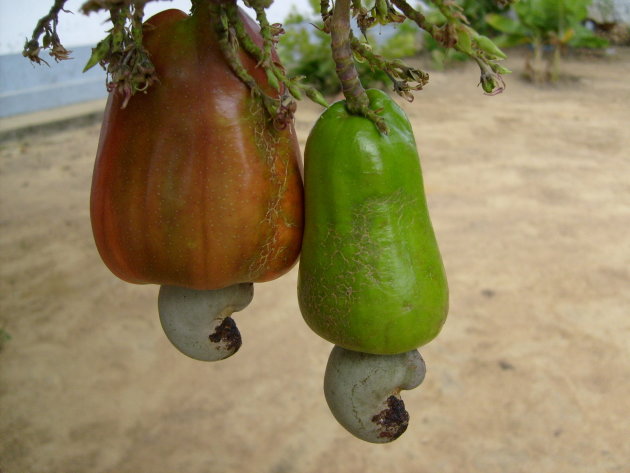 cashewnotenboom