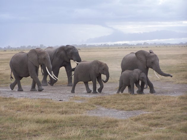 Amboseli