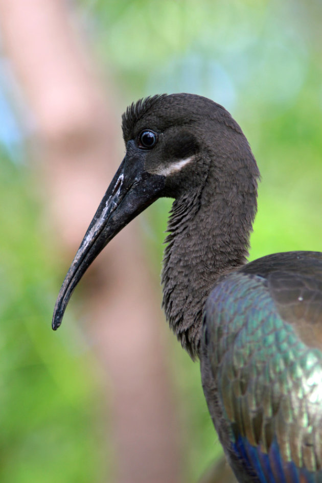 Zwarte Ibis 