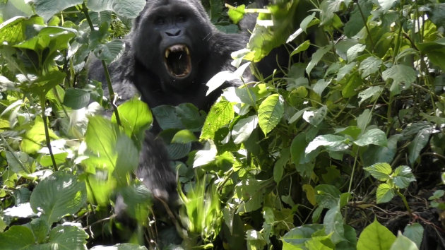 Gorilla in de aanval