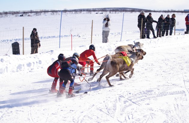 Rendierraces in Kautokeino in noord Noorwegen