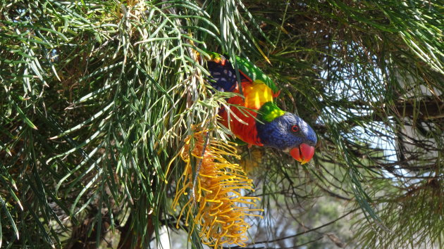 Een nieuwsgierige Regenbooglori in Australië