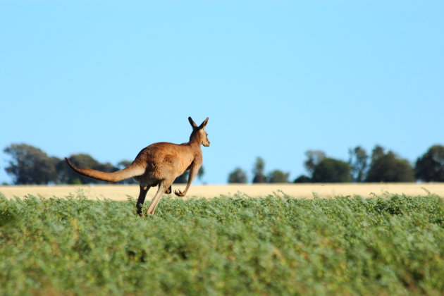 ´Voor dag en dauw in Australië´