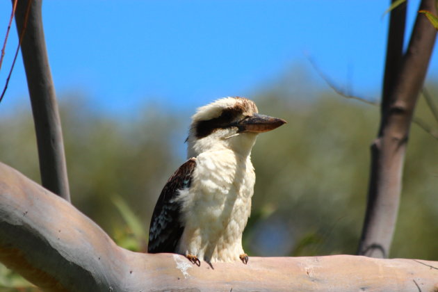 ´Kookaburra´