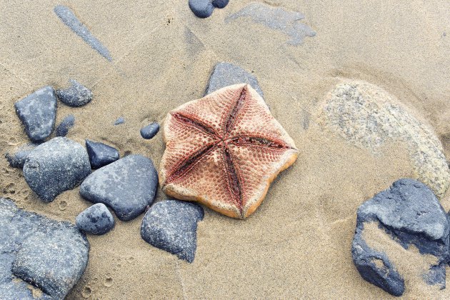 Stilleven op het strand