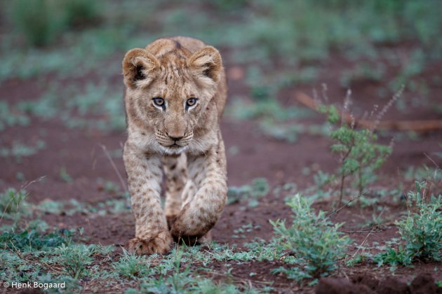 Schattige leeuwenwelp in Zuid Afrika