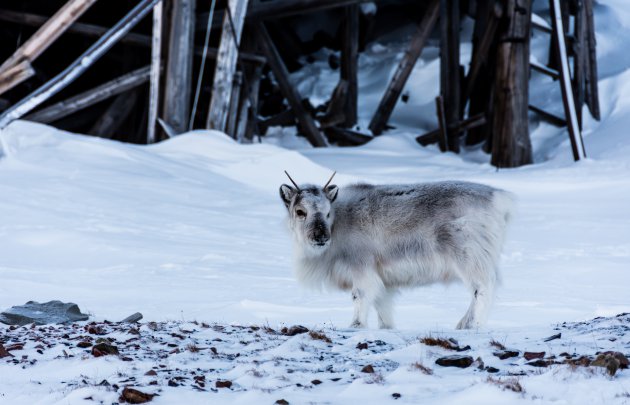 Rendier in Spitsbergen