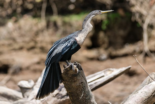 Amerikaanse slangenhalsvogel