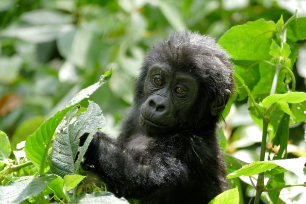 Baby gorilla