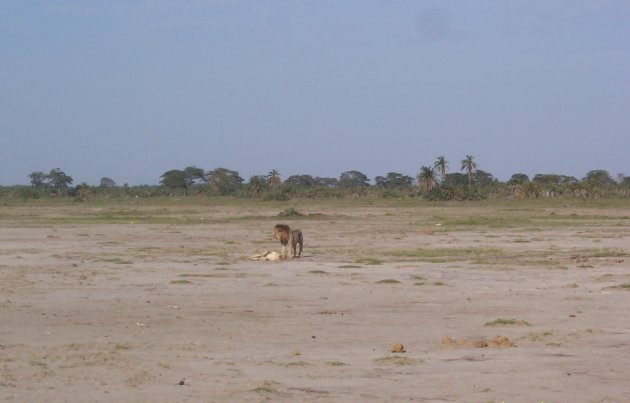 leeuw en leeuwin