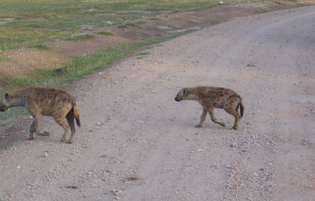 hyenas