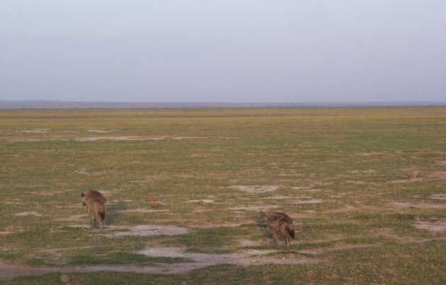 hyenas